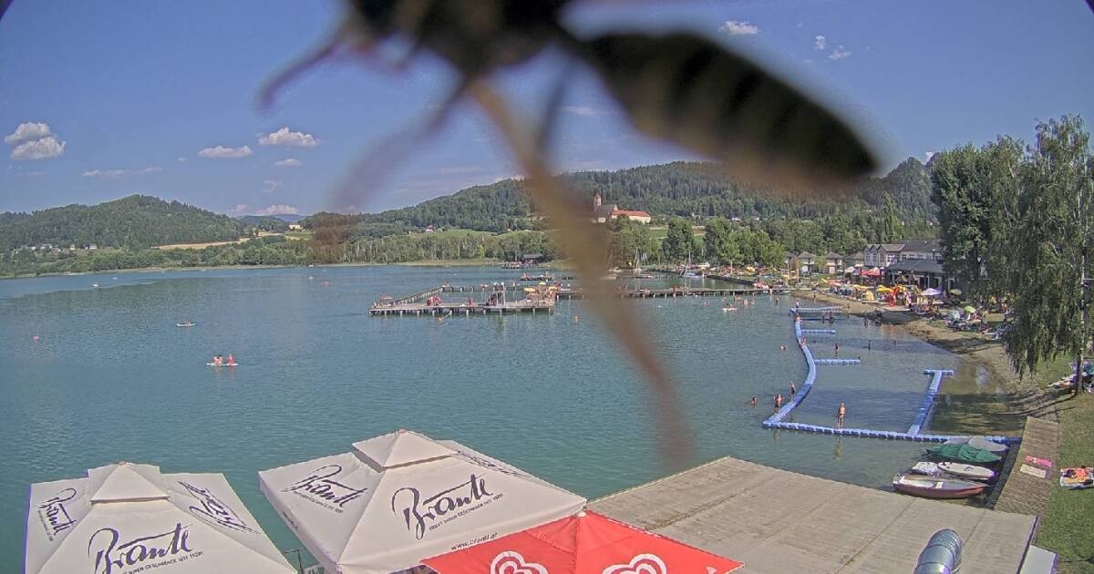 Archiv Foto Webcam Längsee in Kärnten
