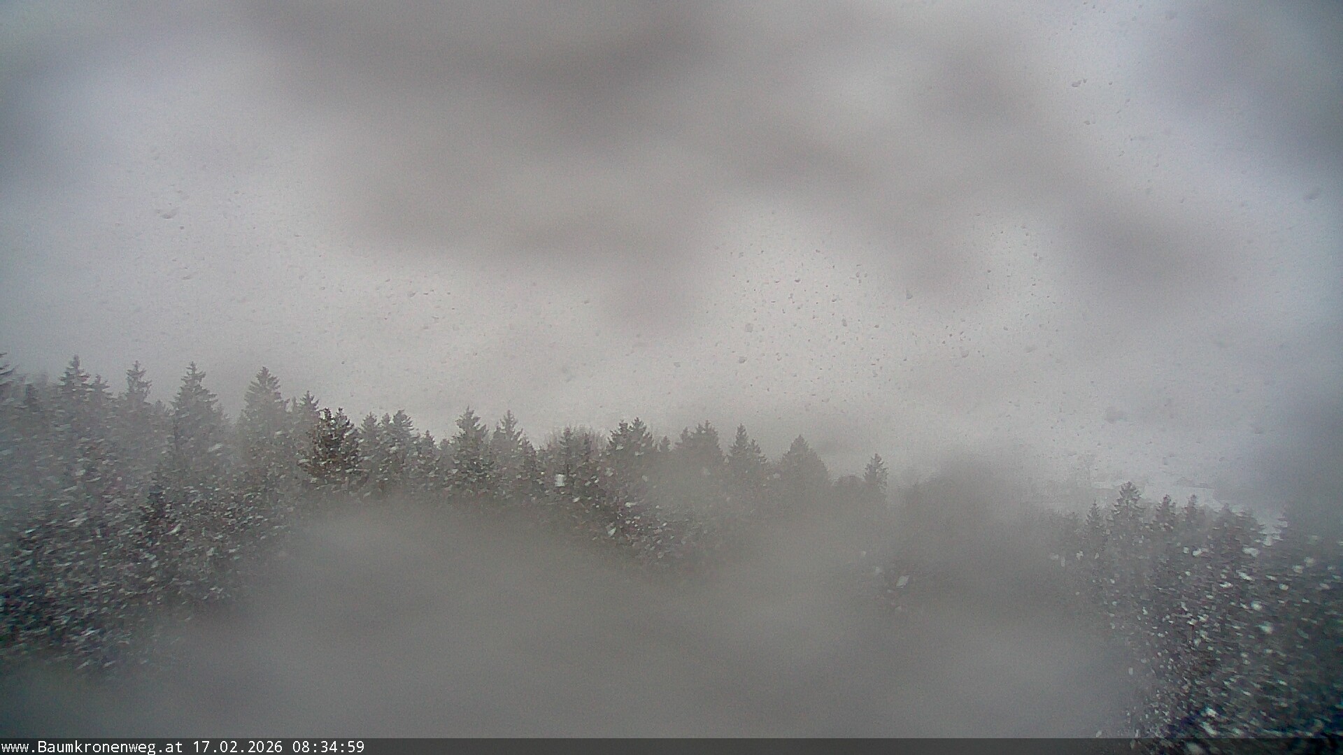 Archiv Foto Webcam Erlebnisturm Baumkronenweg Kopfing