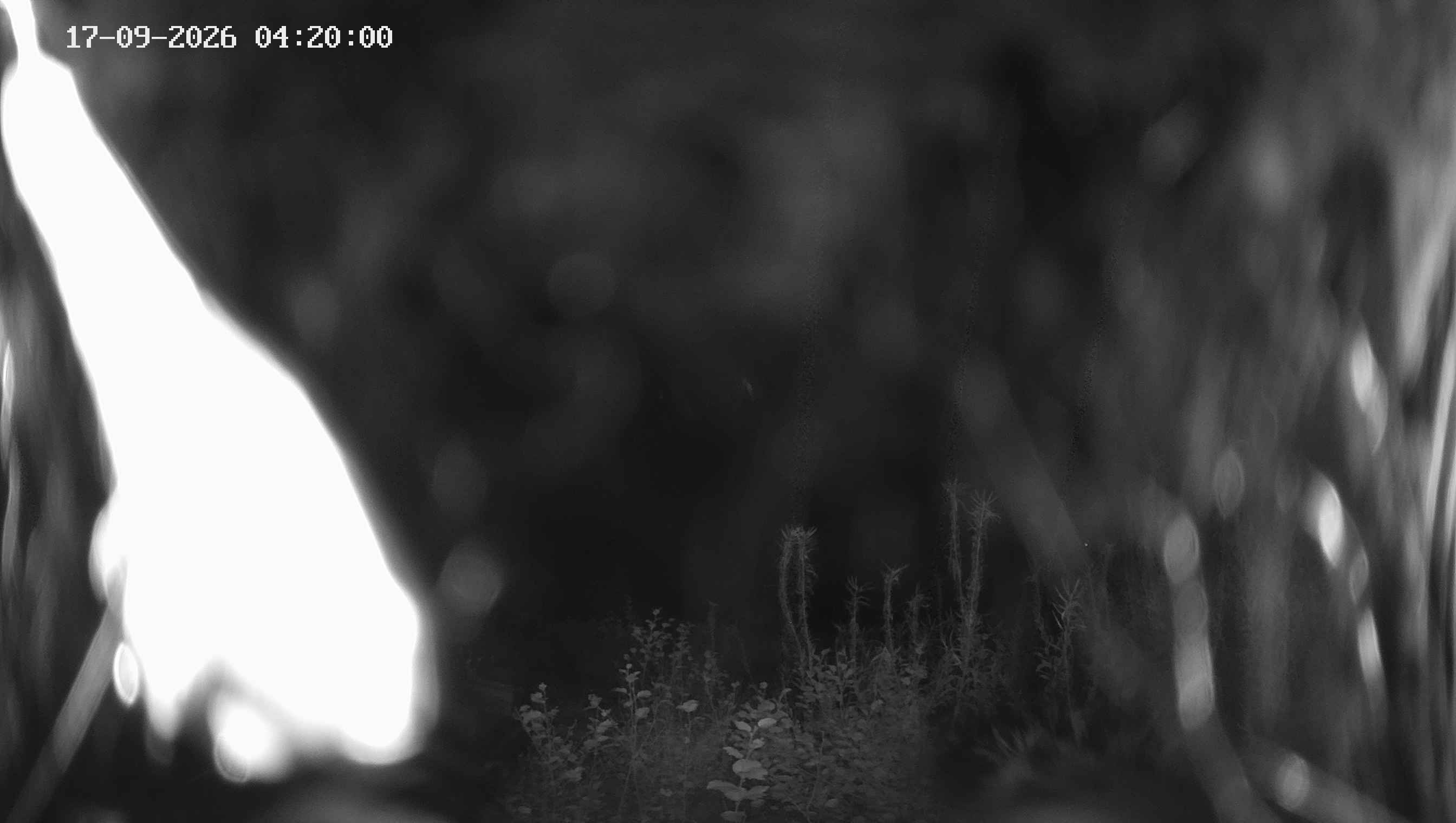 Archived image Webcam Ladurns - Malga Edelweis