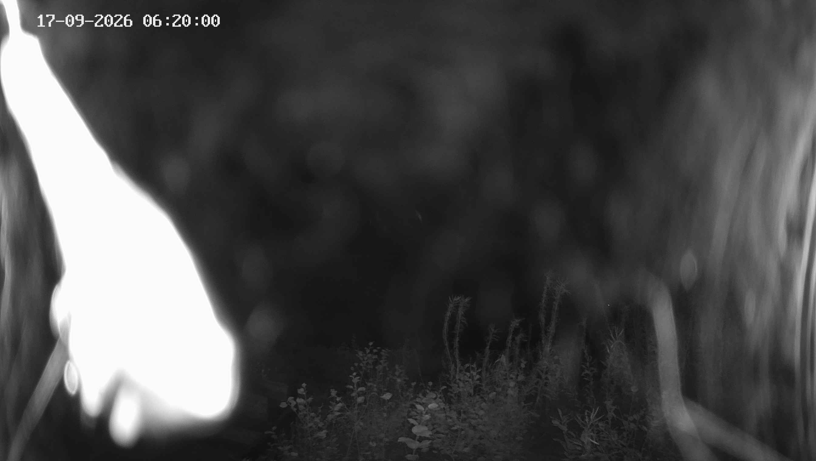 Archived image Webcam Ladurns - Malga Edelweis