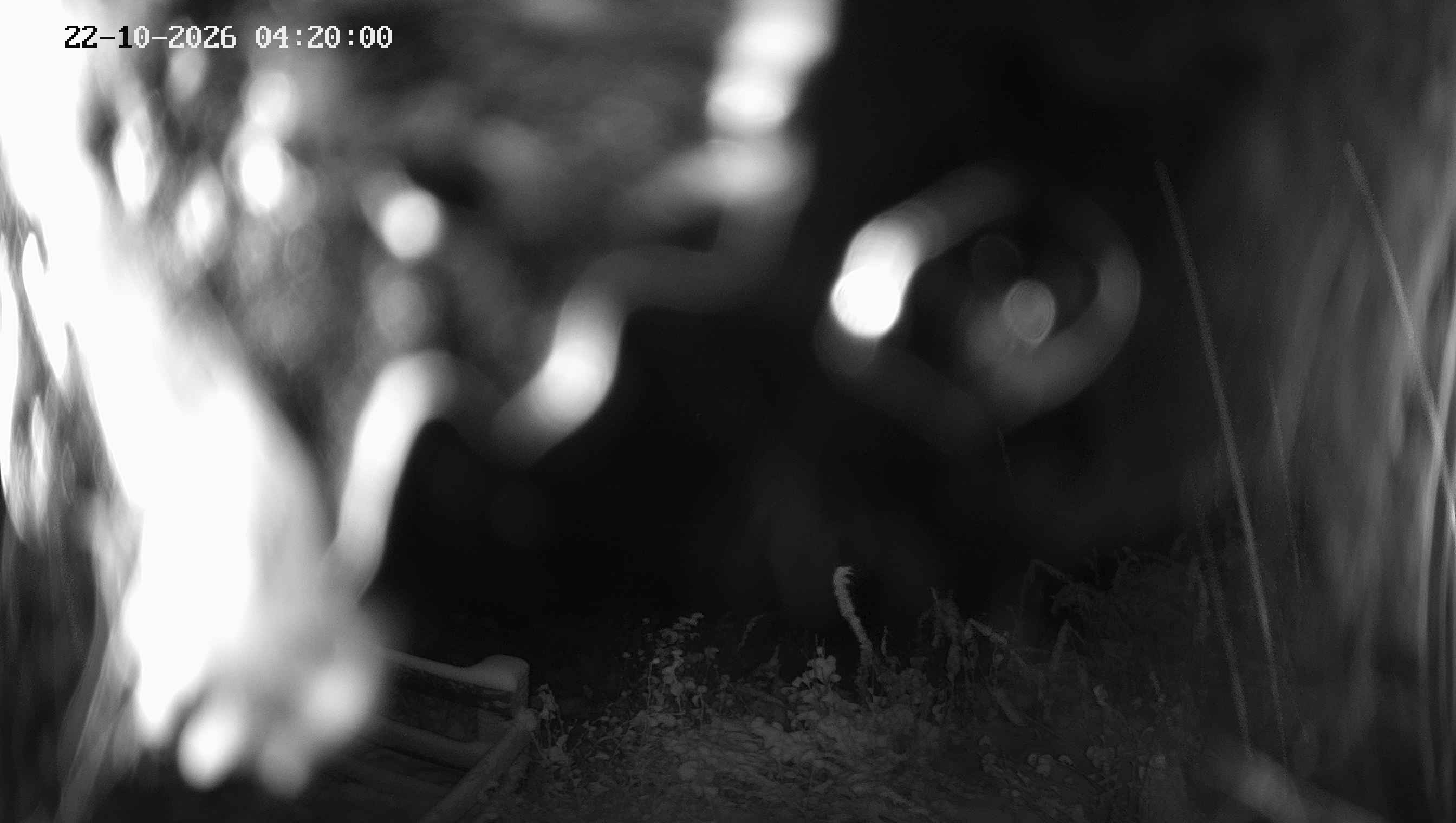 Archived image Webcam Ladurns - Malga Edelweis