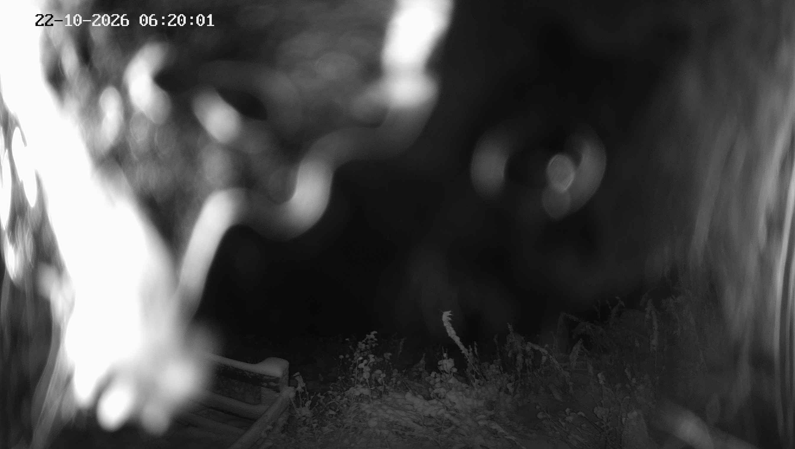 Archived image Webcam Ladurns - Malga Edelweis