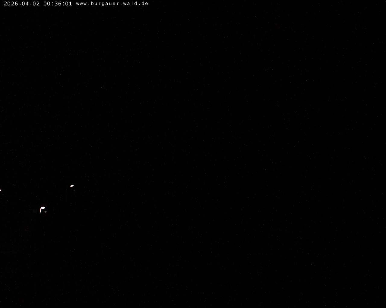 Archiv Foto Webcam Burgauer Wald