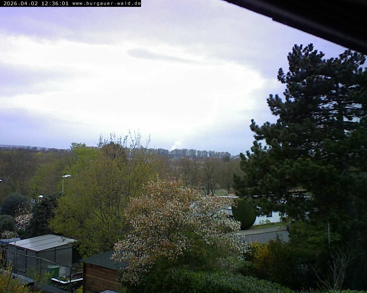 Archiv Foto Webcam Burgauer Wald