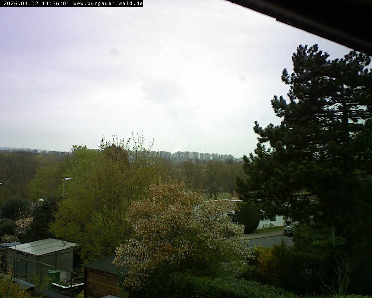 Archiv Foto Webcam Burgauer Wald