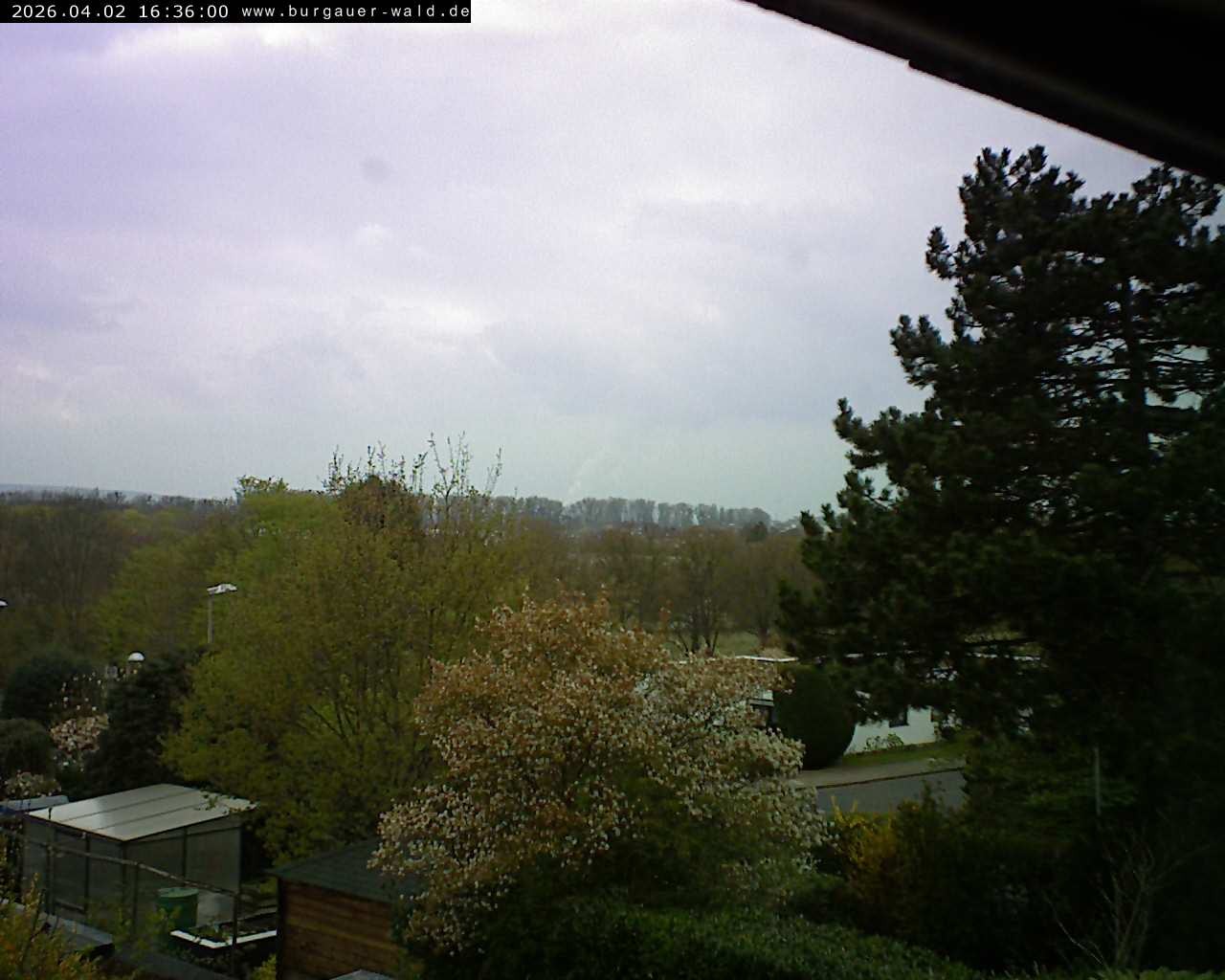 Archiv Foto Webcam Burgauer Wald