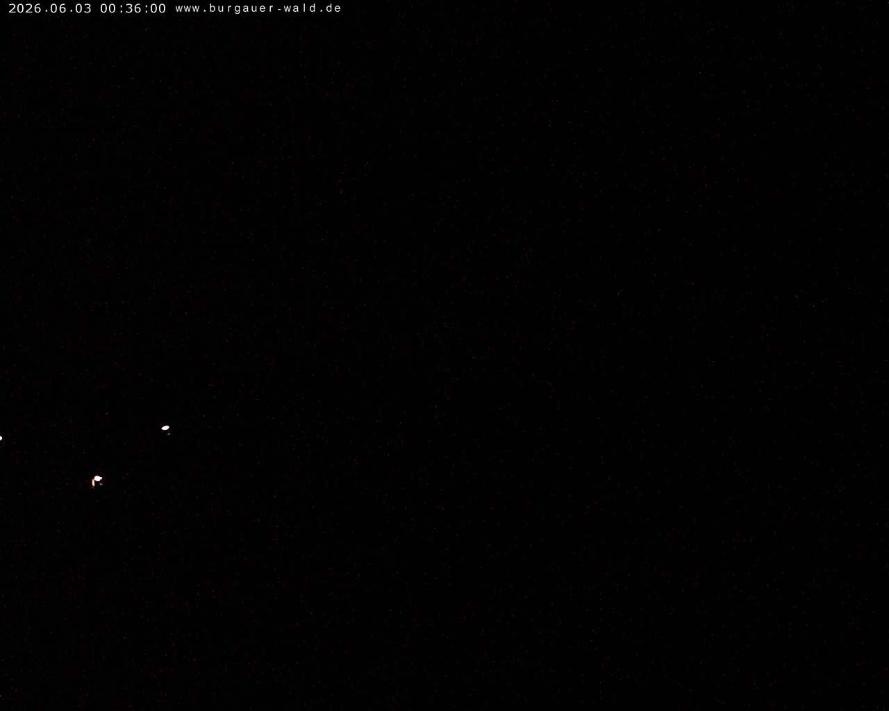 Archiv Foto Webcam Burgauer Wald