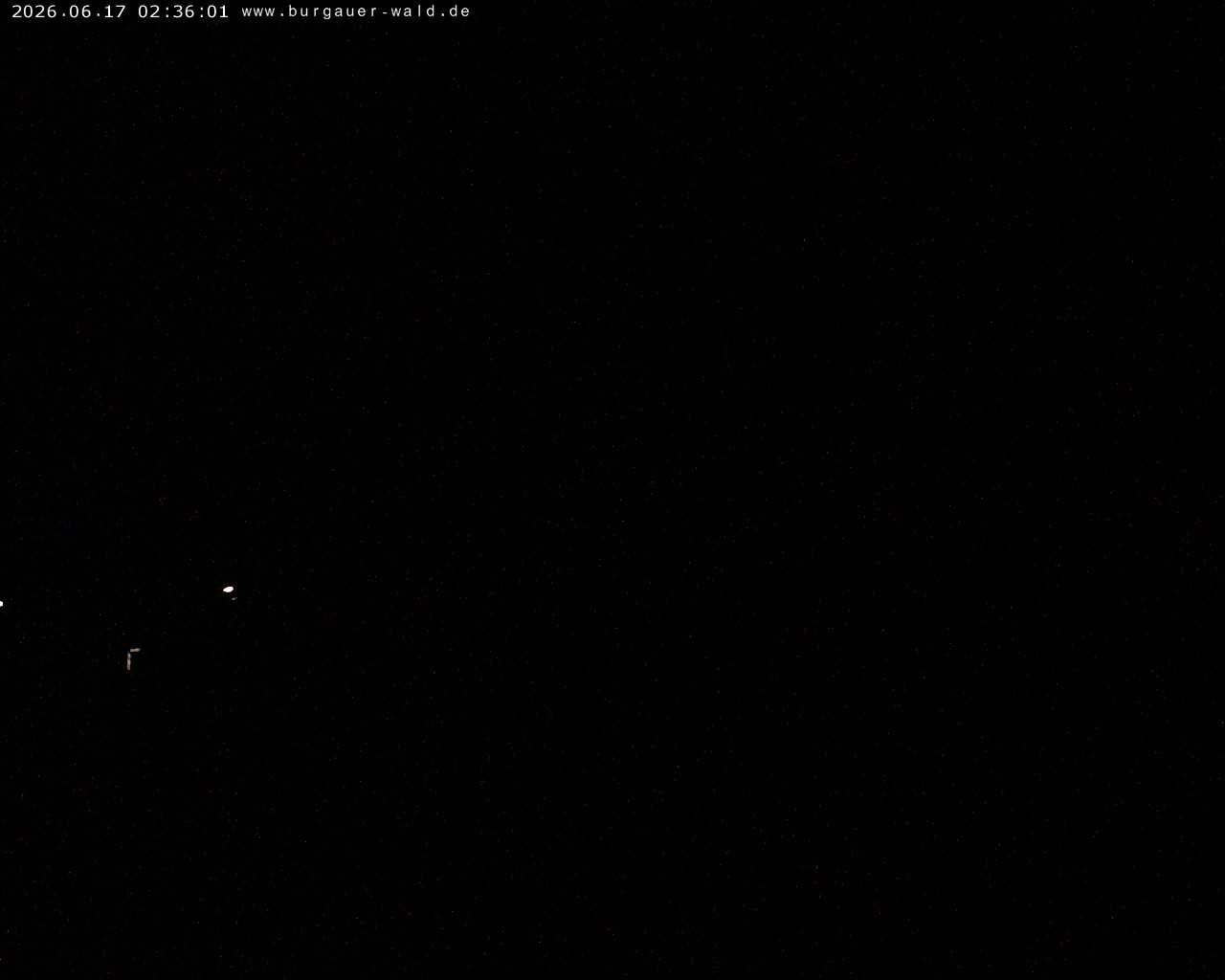 Archiv Foto Webcam Burgauer Wald