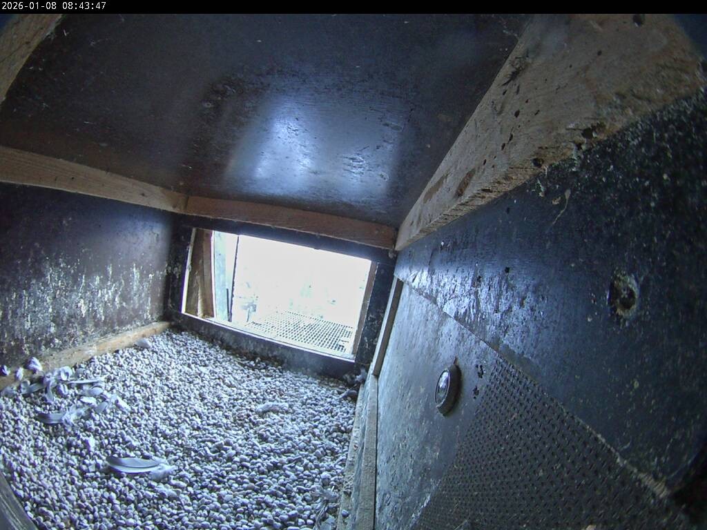 Archiv Foto Webcam Aachener Dom: Blick auf die Falken im Westturm