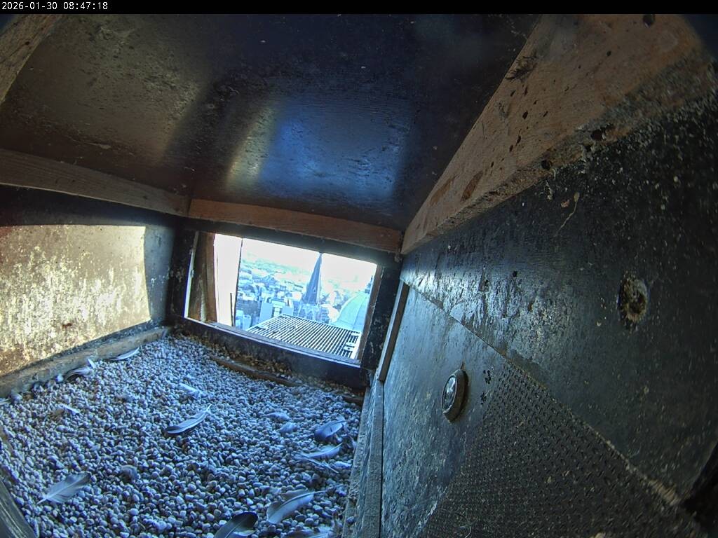 Archiv Foto Webcam Aachener Dom: Blick auf die Falken im Westturm