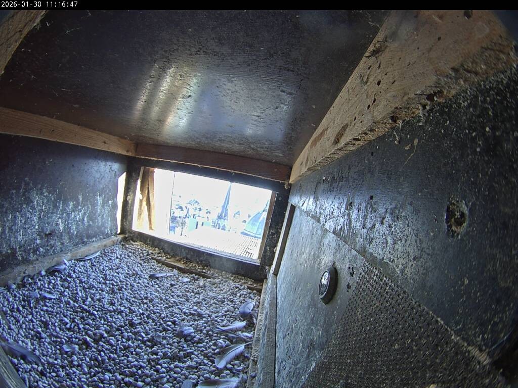 Archiv Foto Webcam Aachener Dom: Blick auf die Falken im Westturm