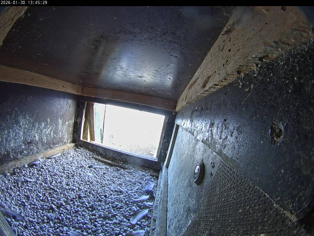 Archiv Foto Webcam Aachener Dom: Blick auf die Falken im Westturm