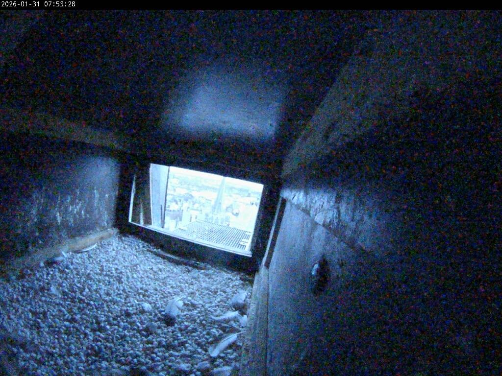 Archiv Foto Webcam Aachener Dom: Blick auf die Falken im Westturm