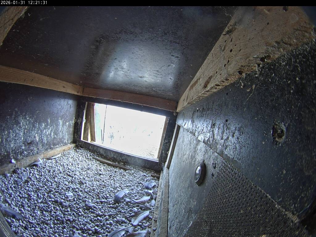 Archiv Foto Webcam Aachener Dom: Blick auf die Falken im Westturm