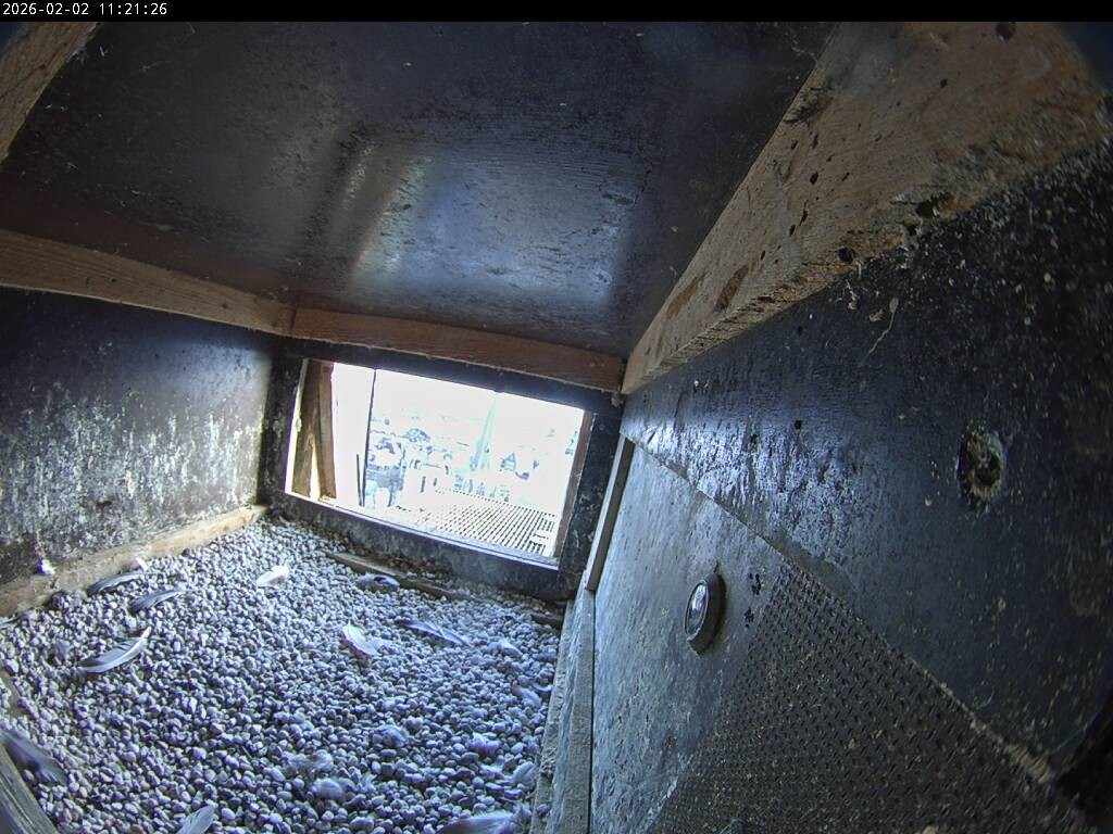 Archived image Webcam Aachen Cathedral: View Hawks