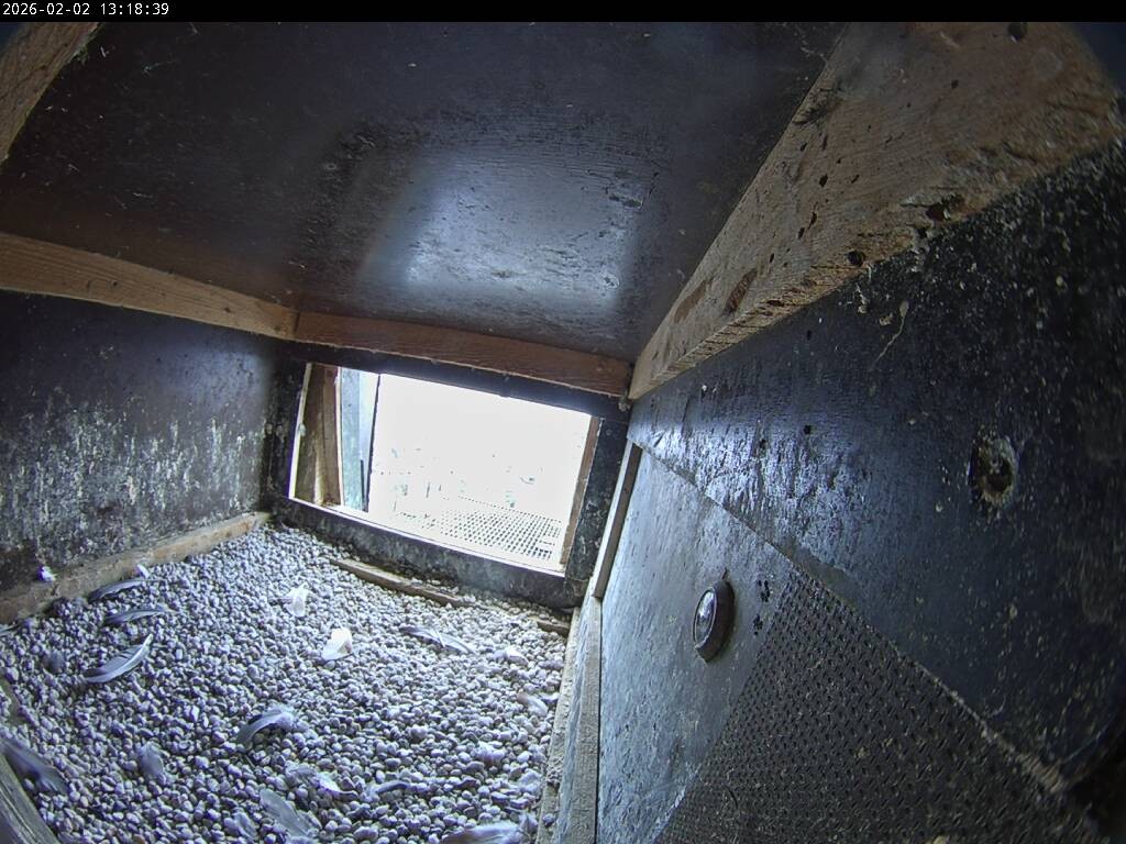 Archived image Webcam Aachen Cathedral: View Hawks