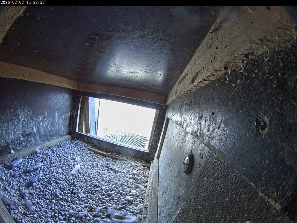 Archiv Foto Webcam Aachener Dom: Blick auf die Falken im Westturm