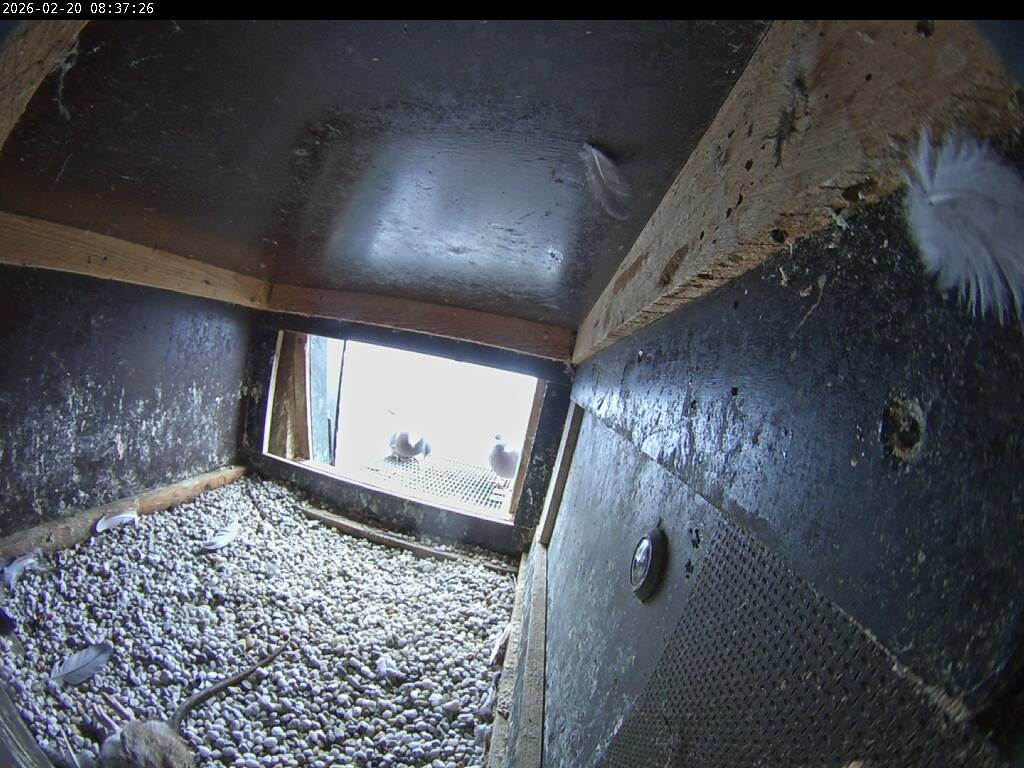 Archiv Foto Webcam Aachener Dom: Blick auf die Falken im Westturm