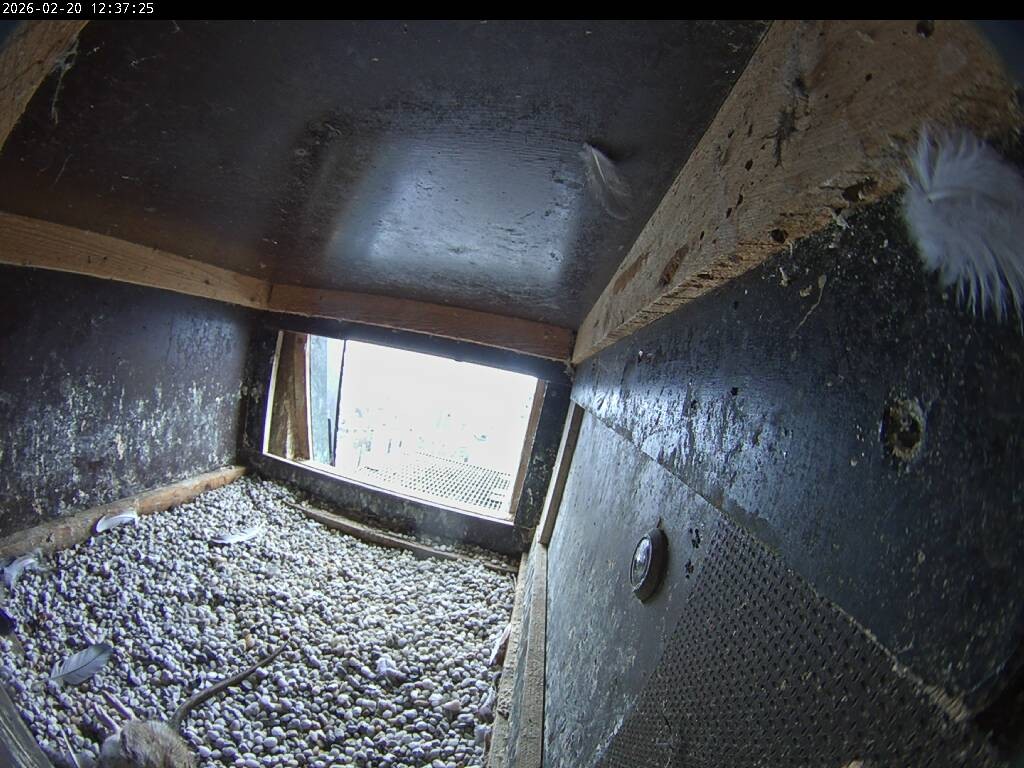 Archiv Foto Webcam Aachener Dom: Blick auf die Falken im Westturm