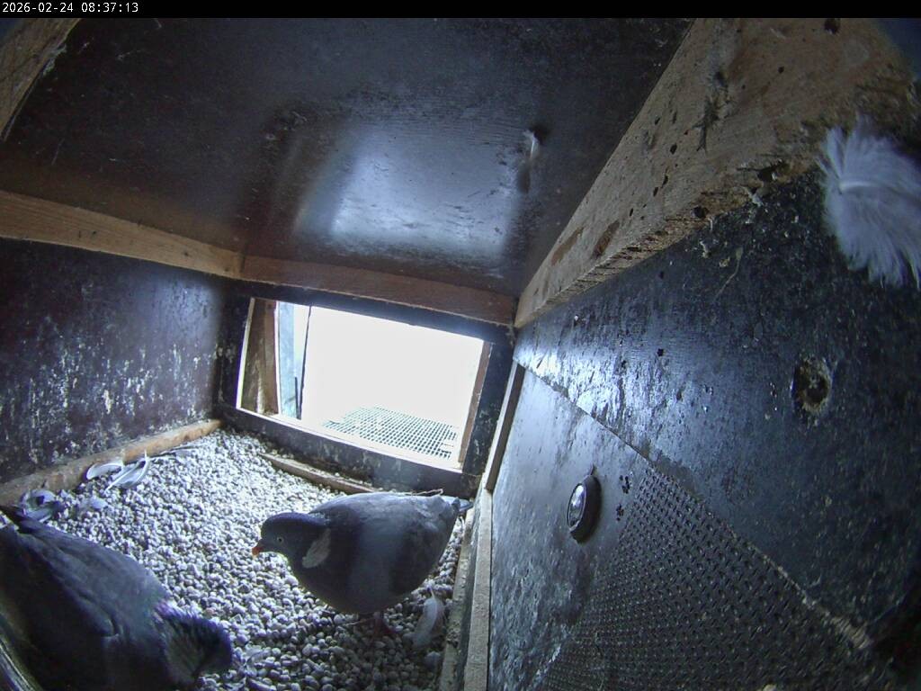 Archiv Foto Webcam Aachener Dom: Blick auf die Falken im Westturm