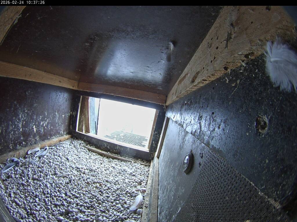 Archiv Foto Webcam Aachener Dom: Blick auf die Falken im Westturm