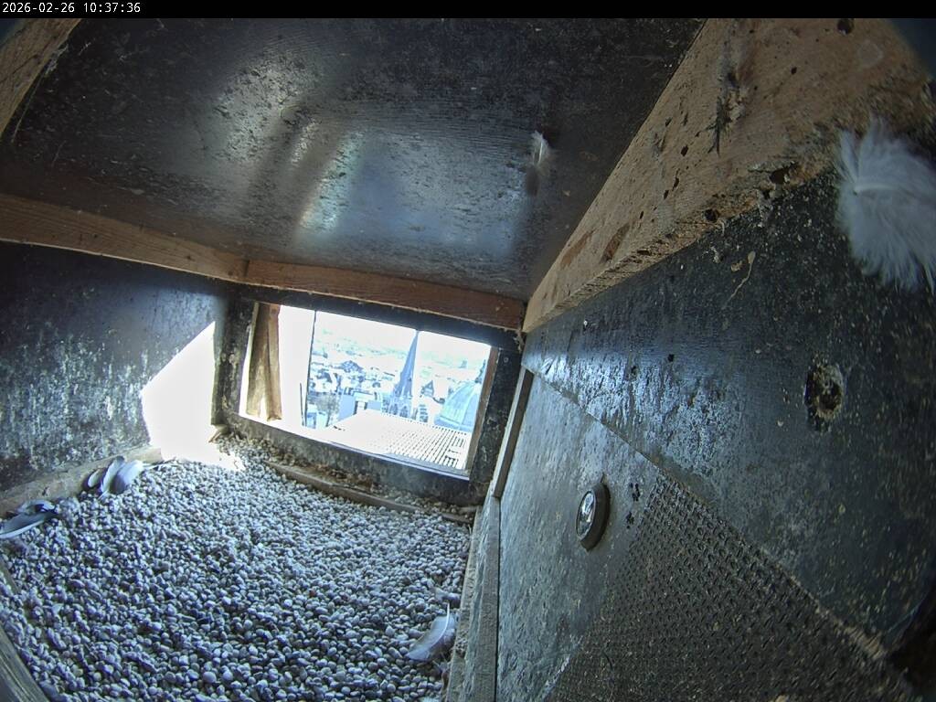 Archived image Webcam Aachen Cathedral: View Hawks