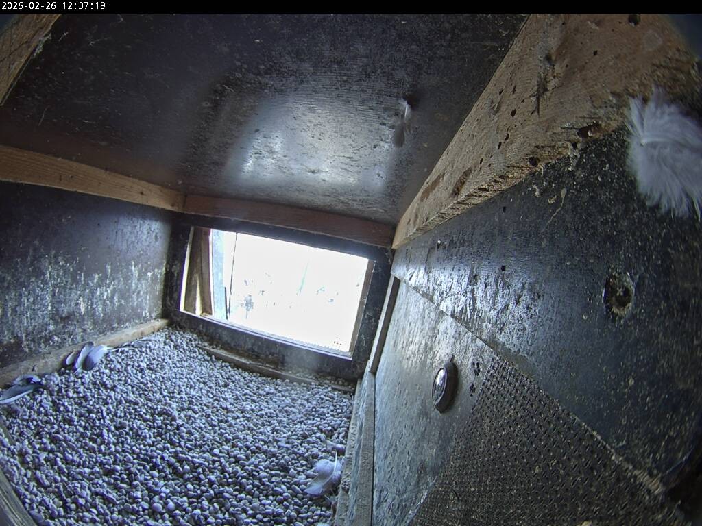 Archived image Webcam Aachen Cathedral: View Hawks