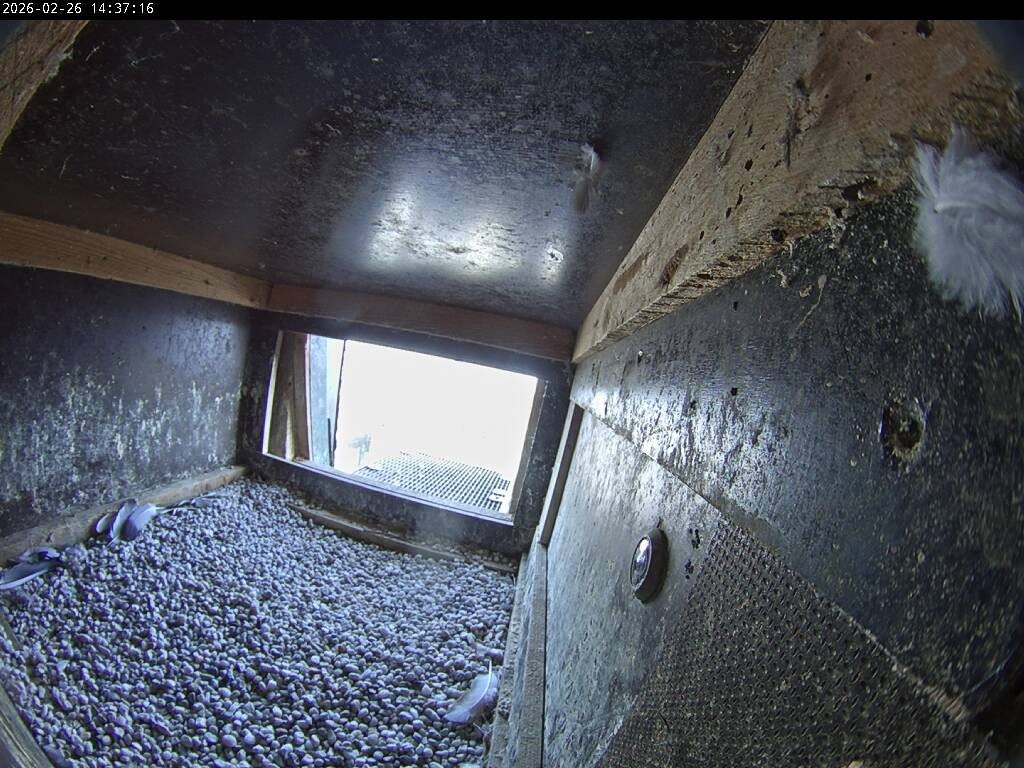 Archived image Webcam Aachen Cathedral: View Hawks