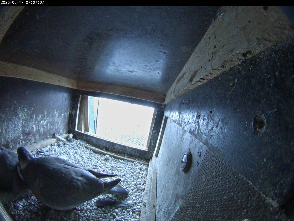 Archived image Webcam Aachen Cathedral: View Hawks