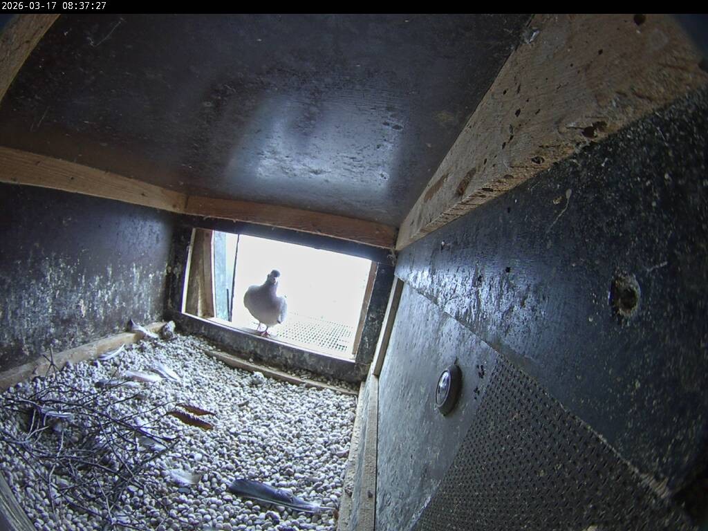 Archived image Webcam Aachen Cathedral: View Hawks