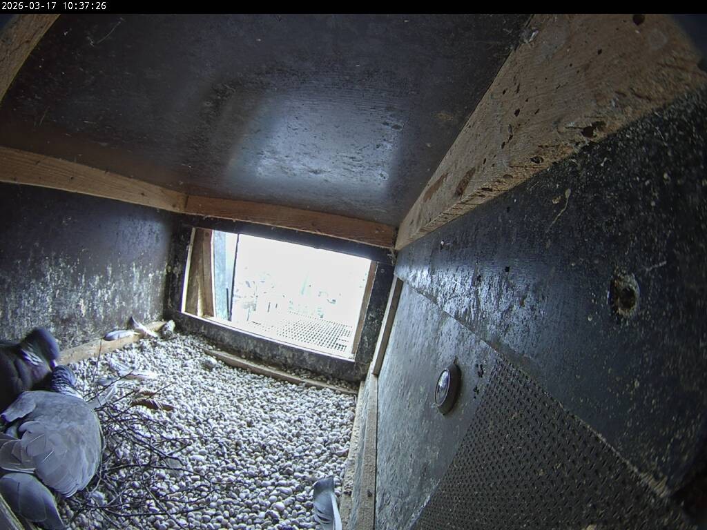Archived image Webcam Aachen Cathedral: View Hawks