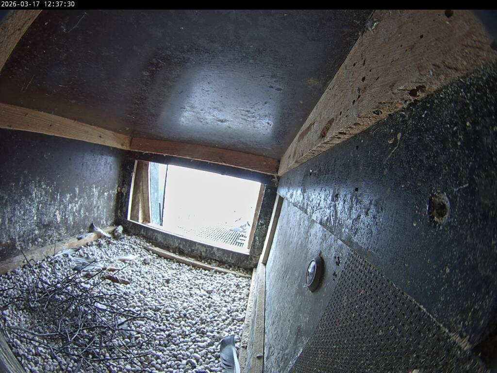 Archiv Foto Webcam Aachener Dom: Blick auf die Falken im Westturm