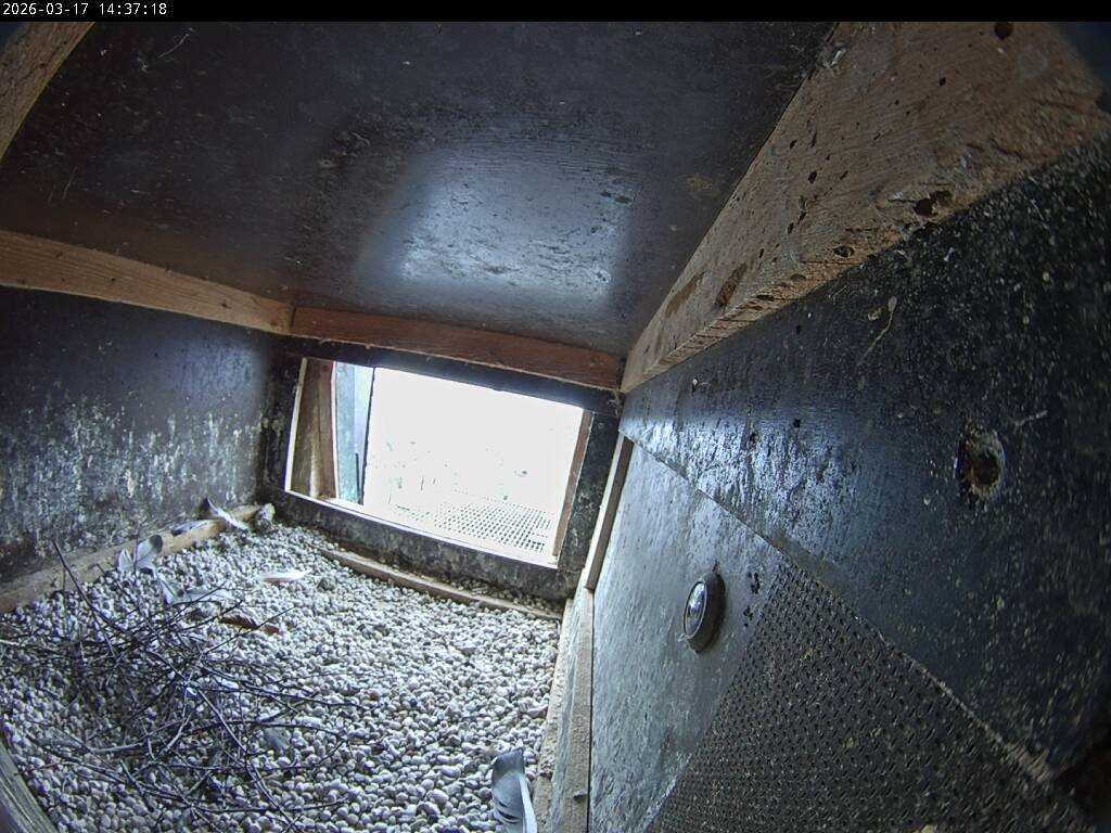 Archiv Foto Webcam Aachener Dom: Blick auf die Falken im Westturm