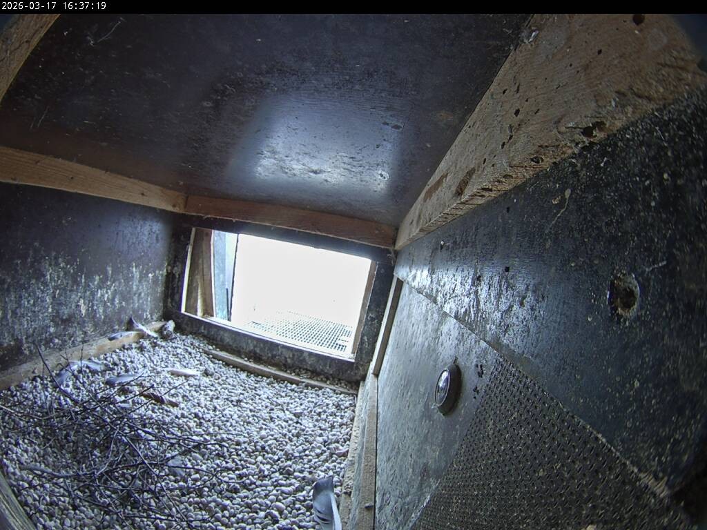 Archiv Foto Webcam Aachener Dom: Blick auf die Falken im Westturm