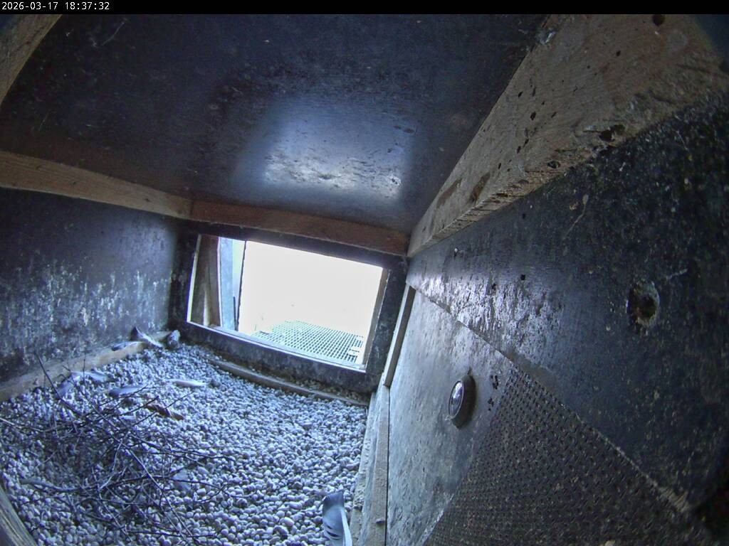 Archiv Foto Webcam Aachener Dom: Blick auf die Falken im Westturm