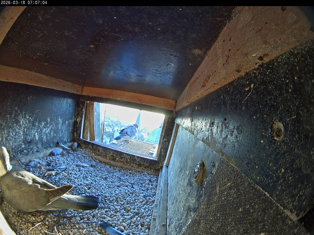 Archiv Foto Webcam Aachener Dom: Blick auf die Falken im Westturm