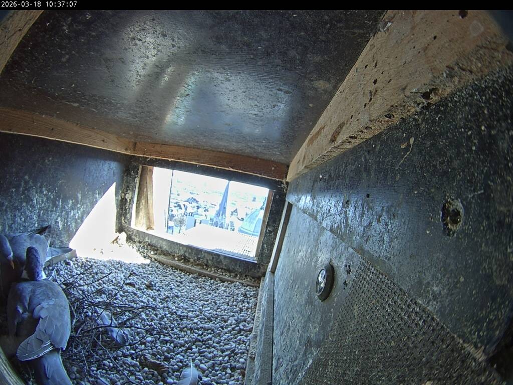 Archiv Foto Webcam Aachener Dom: Blick auf die Falken im Westturm