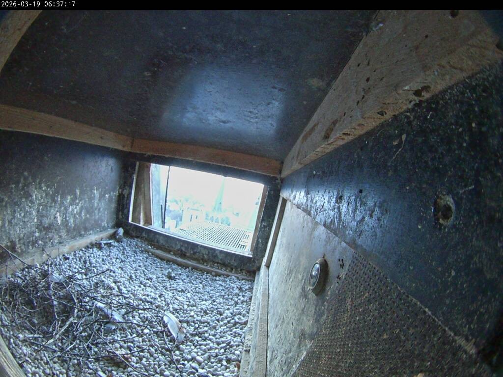 Archived image Webcam Aachen Cathedral: View Hawks