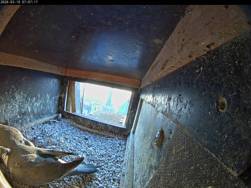 Archived image Webcam Aachen Cathedral: View Hawks