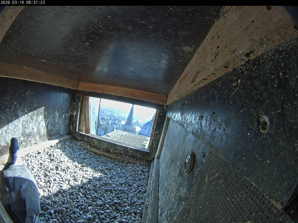 Archived image Webcam Aachen Cathedral: View Hawks