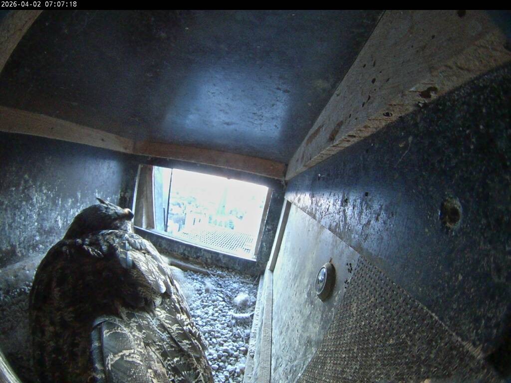 Archiv Foto Webcam Aachener Dom: Blick auf die Falken im Westturm