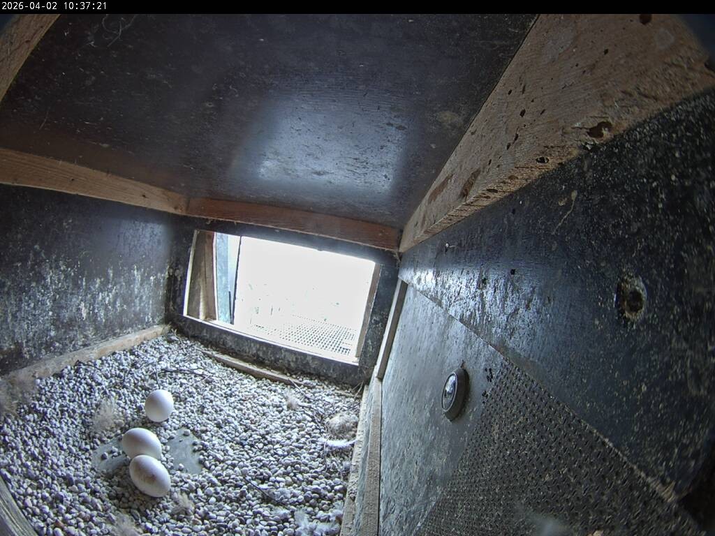 Archiv Foto Webcam Aachener Dom: Blick auf die Falken im Westturm