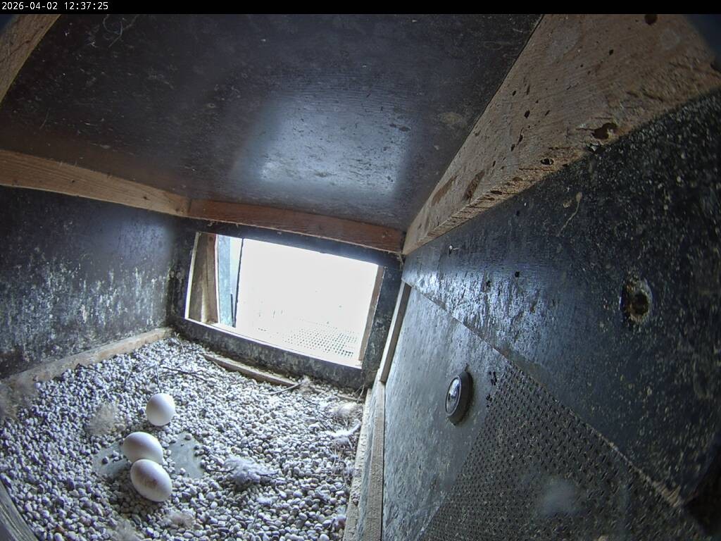 Archiv Foto Webcam Aachener Dom: Blick auf die Falken im Westturm