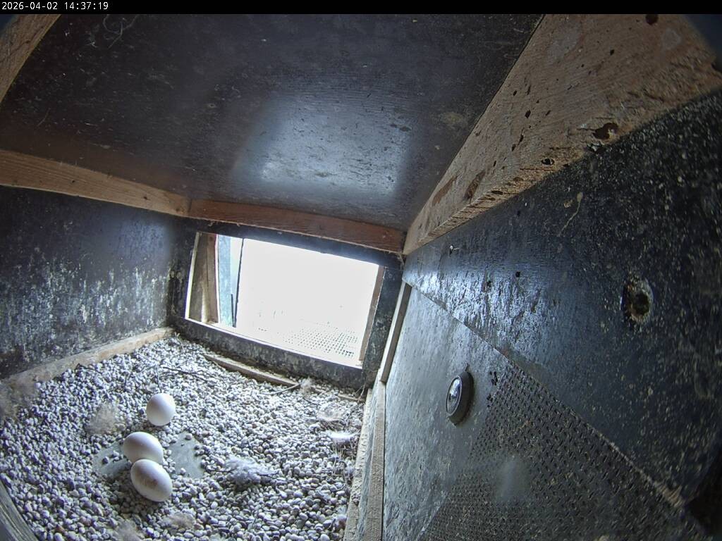 Archiv Foto Webcam Aachener Dom: Blick auf die Falken im Westturm