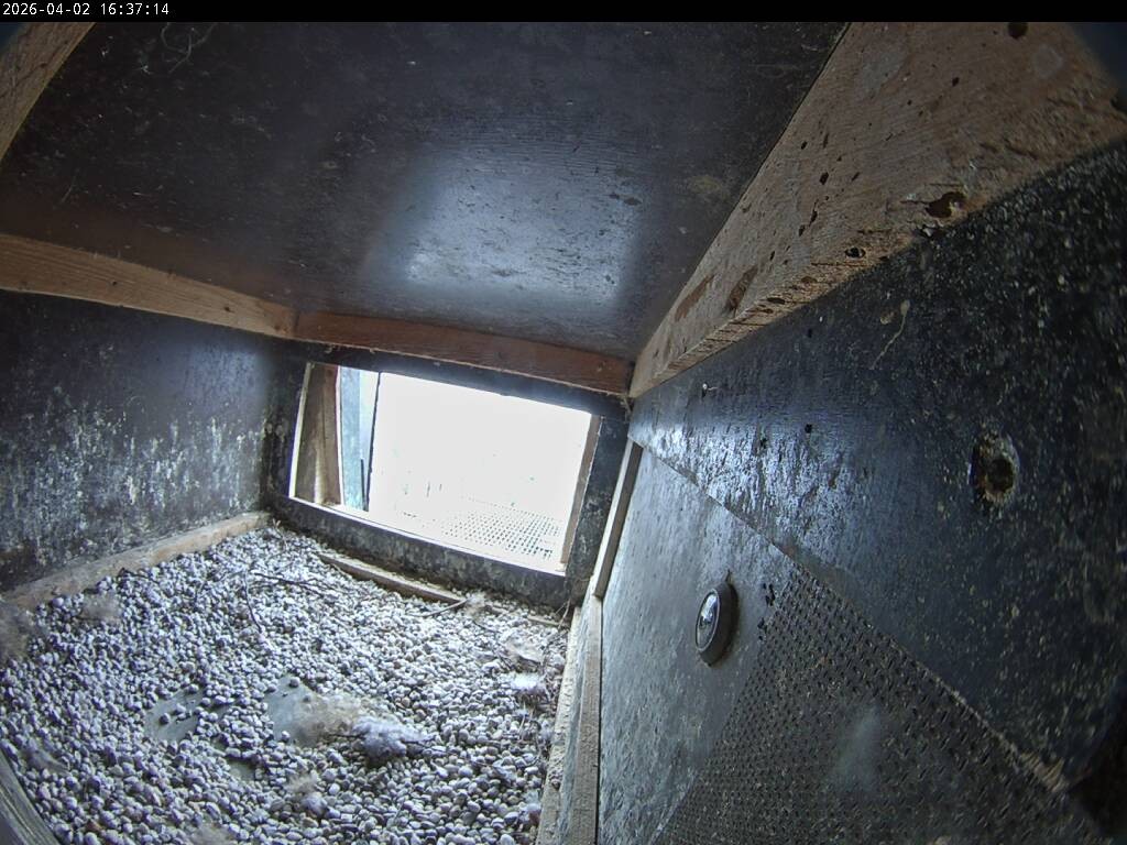 Archiv Foto Webcam Aachener Dom: Blick auf die Falken im Westturm