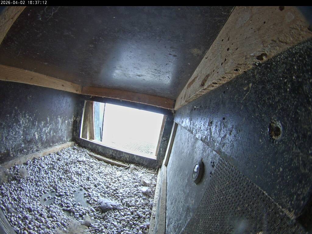 Archiv Foto Webcam Aachener Dom: Blick auf die Falken im Westturm