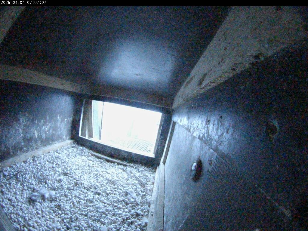 Archiv Foto Webcam Aachener Dom: Blick auf die Falken im Westturm