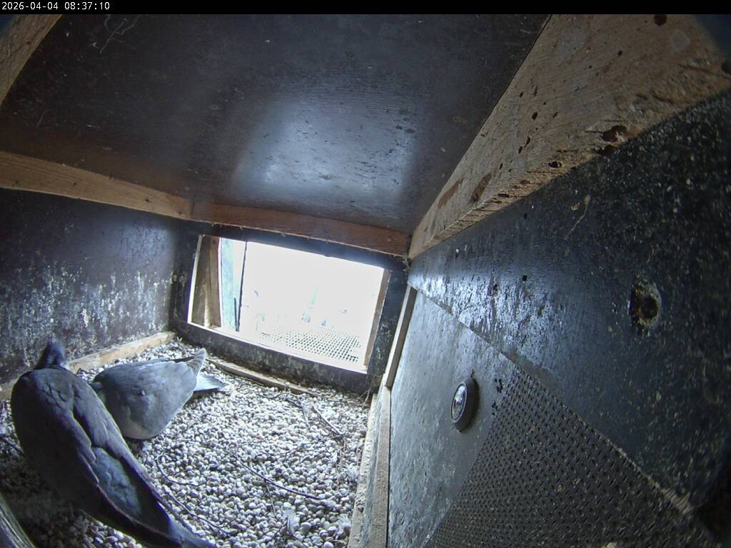 Archiv Foto Webcam Aachener Dom: Blick auf die Falken im Westturm