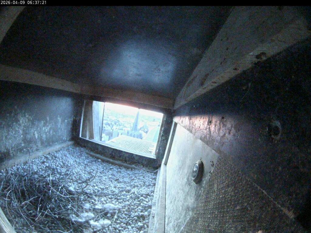 Archiv Foto Webcam Aachener Dom: Blick auf die Falken im Westturm