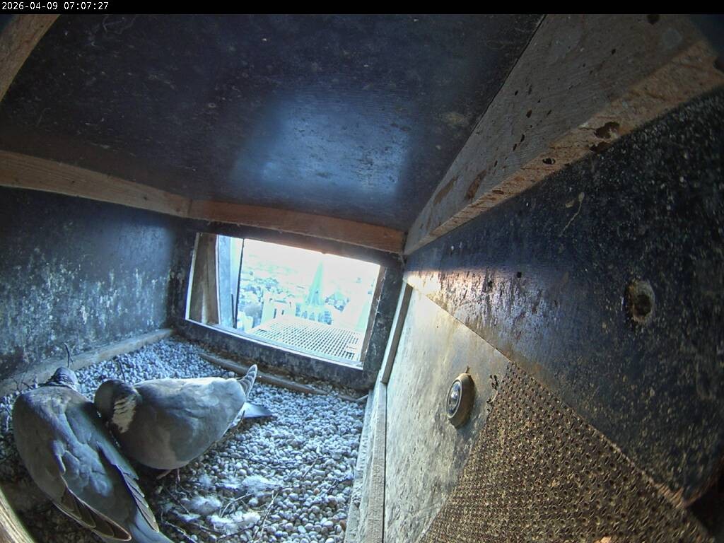 Archiv Foto Webcam Aachener Dom: Blick auf die Falken im Westturm